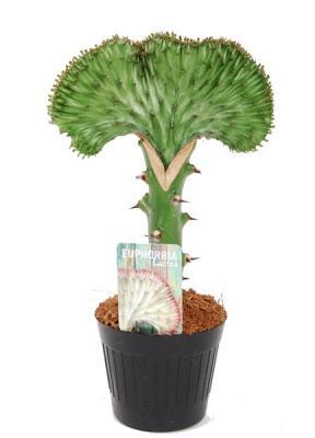 Эуфорбия Cristata, Гор11, Выс20, уц1 в интернет гипермаркете «Планета Лета». Фото