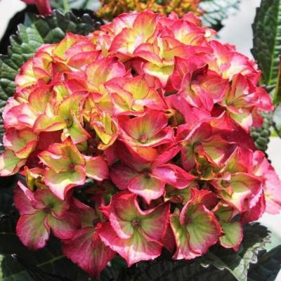 Гортензия крупнолистовая Дарк Энжел/ЦКорЛюкс в интернет гипермаркете «Планета Лета». Фото