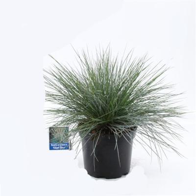 Овсяница сизая Eisvogel,C2, Выс15 в интернет гипермаркете «Планета Лета». Фото