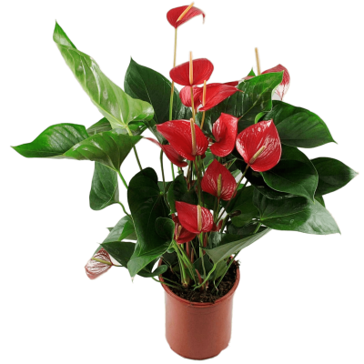 Антуриум Princess Alexia Pink, Гор17,  выс55 в интернет гипермаркете «Планета Лета». Фото