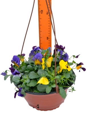 Виола Сarnaval, Гор 3л М в интернет гипермаркете «Планета Лета». Фото