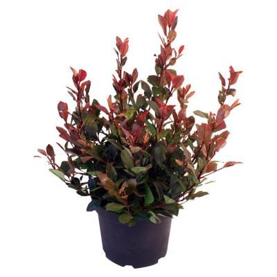 Фотиния краснолист.Carre Rouge шар, С20, Выс30-40 И в интернет гипермаркете «Планета Лета». Фото