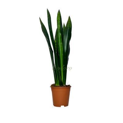 Сансевиерия Black Colar, Гор14, Выс45 в интернет гипермаркете «Планета Лета». Фото