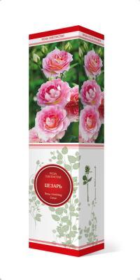 Роза плетистая Раубриттер хЦезарь/Дм П в интернет гипермаркете «Планета Лета». Фото