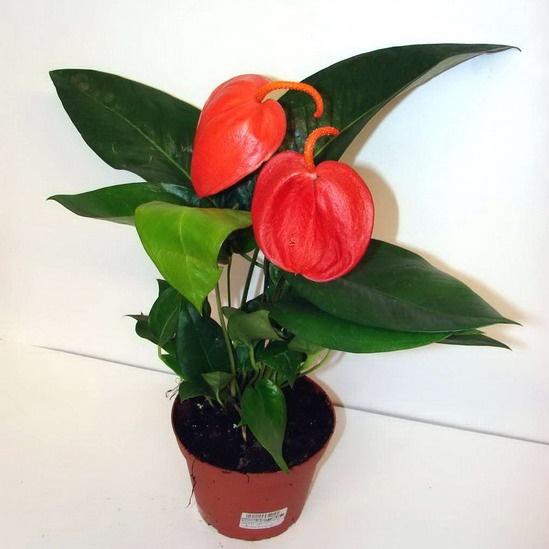 Антуриум Sc Giovanni, Гор14, Выс50 в интернет гипермаркете «Планета Лета». Фото