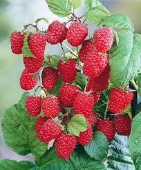 Малина Бонбонберри Ямми П в интернет гипермаркете «Планета Лета». Фото