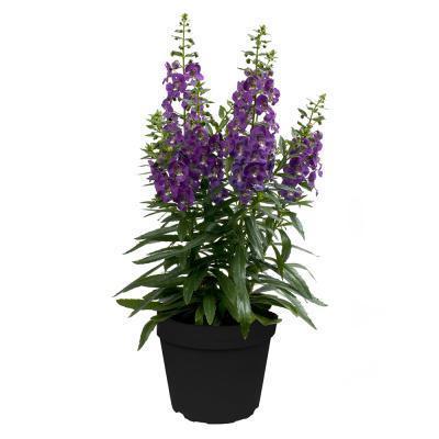 Ангелония, Гор11 М в интернет гипермаркете «Планета Лета». Фото