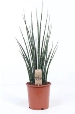 Сансевиерия Fernwood Mikado, Гор17, Выс50 в интернет гипермаркете «Планета Лета». Фото