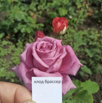 Роза чайно-гибридная Клод брассер ОКС в интернет гипермаркете «Планета Лета». Фото