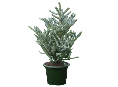 Пихта корейская Силберлок, Гор21 М в интернет гипермаркете «Планета Лета». Фото