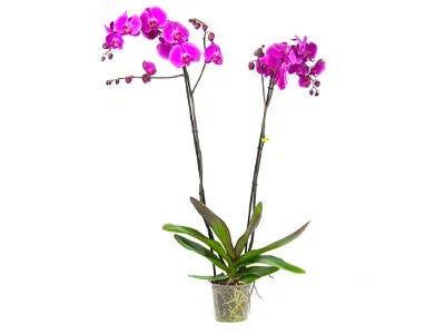 Фаленопсис 2 pp фиолетовый, Гор12, Выс60 в интернет гипермаркете «Планета Лета». Фото