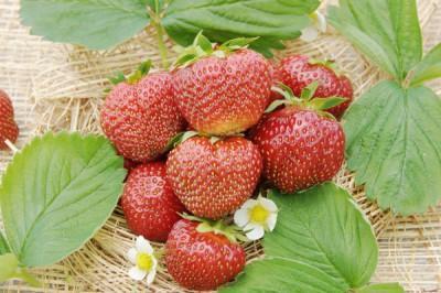 Рассада Земляника садовая Хоней (3шт) в интернет гипермаркете «Планета Лета». Фото