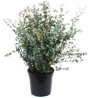 Эвкалипт голубой, 8 л, Выс100-150 в интернет гипермаркете «Планета Лета». Фото