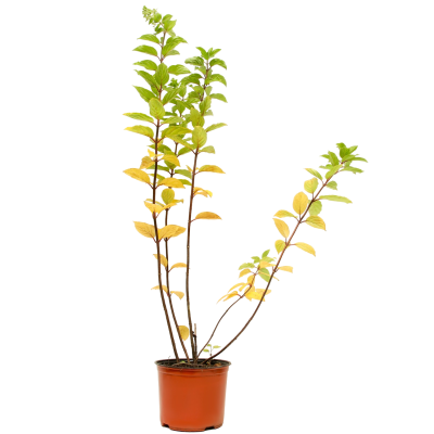 Гортензия метельч.Паненка, С7,5 П в интернет гипермаркете «Планета Лета». Фото