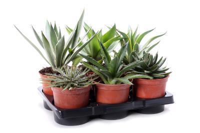 Агава, Гор26, Выс100 в интернет гипермаркете «Планета Лета». Фото