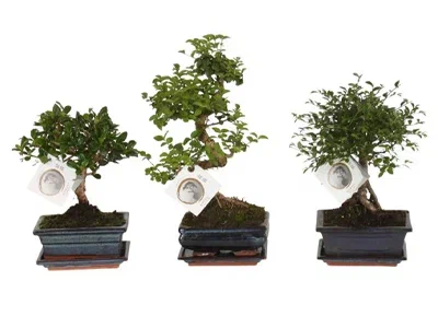 Бонсаи Mix, Гор15, Выс30 в интернет гипермаркете «Планета Лета». Фото