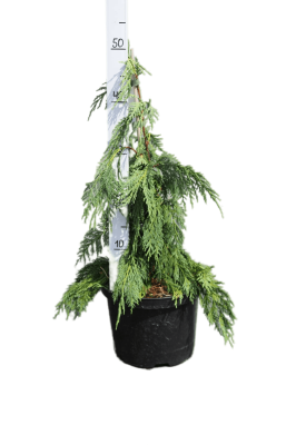 Кипарисовик нуткан.Pendula, Гор19, Выс50 в интернет гипермаркете «Планета Лета». Фото