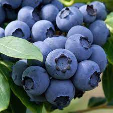 Голубика Спартан в коробке Кут в интернет гипермаркете «Планета Лета». Фото