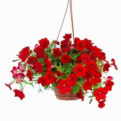 Петуния ампел. подв, Гор25 М в интернет гипермаркете «Планета Лета». Фото