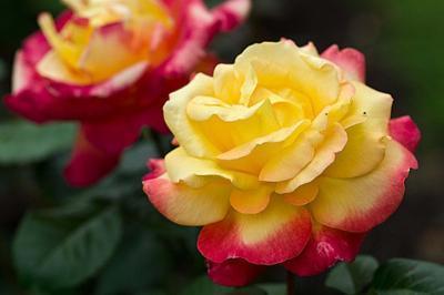 Роза чайно-гибридная Восточный экспресс 23 М в интернет гипермаркете «Планета Лета». Фото