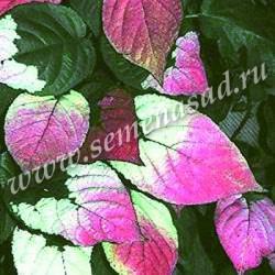 Актинидия коломикта Адам (муж) в интернет гипермаркете «Планета Лета». Фото