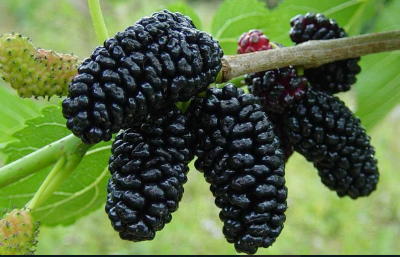 Шелковица черная Галиция П в интернет гипермаркете «Планета Лета». Фото