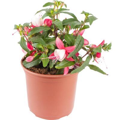 Фуксия, Гор13 М в интернет гипермаркете «Планета Лета». Фото