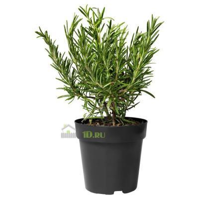 Розмарин, Гор17 М в интернет гипермаркете «Планета Лета». Фото