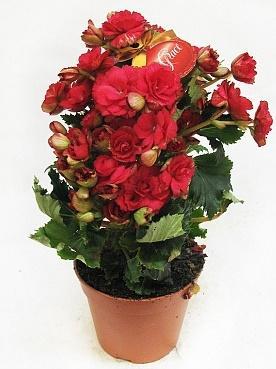 Бегония Grace Red, Гор14, Выс30 в интернет гипермаркете «Планета Лета». Фото