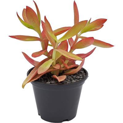 Крассула Fire, Гор9, Выс15 в интернет гипермаркете «Планета Лета». Фото