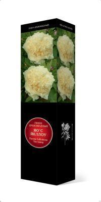 Пион древовидный Яос Йеллоу П в интернет гипермаркете «Планета Лета». Фото