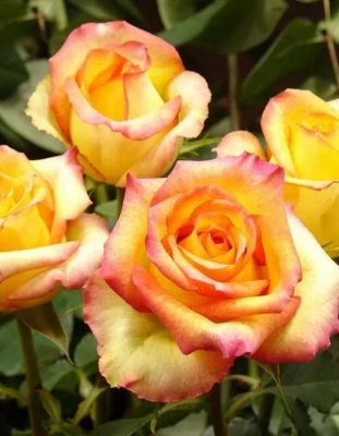 Роза флорибунда Конфетти штамб C4 H100 в интернет гипермаркете «Планета Лета». Фото