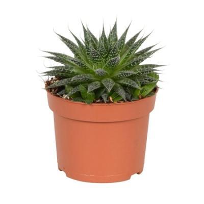 Алоэ Aristata Magic+декор, Гор10, Выс20 в интернет гипермаркете «Планета Лета». Фото