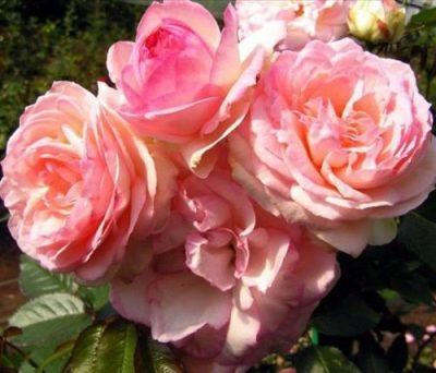 Роза плетистая Пьер Де Ронсар (туба) в интернет гипермаркете «Планета Лета». Фото