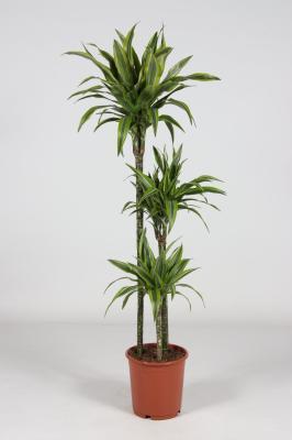 Драцена Fr Lemon Lime 3 pp, Гор21, Выс100, II  в интернет гипермаркете «Планета Лета». Фото Драцена Fr Lemon Lime 3 pp, Гор21, Выс100, II в интернет гипермаркете «Планета Лета». Фото