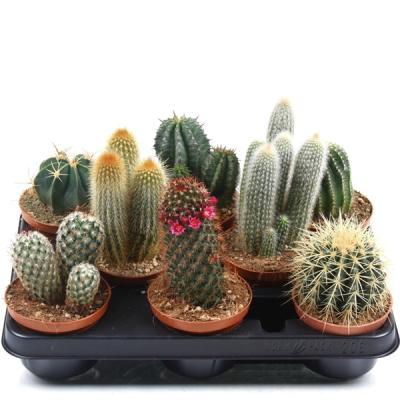 Кактус Mix, Гор11, Выс15 в интернет гипермаркете «Планета Лета». Фото