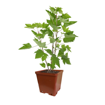 Смородина белая Беляна С2 Н40 в интернет гипермаркете «Планета Лета». Фото