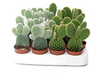 Опунция Mix, Гор5, Выс15 в интернет гипермаркете «Планета Лета». Фото