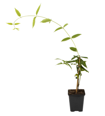 Вьющиеся растения микс, Гор17, Выс60 в интернет гипермаркете «Планета Лета». Фото