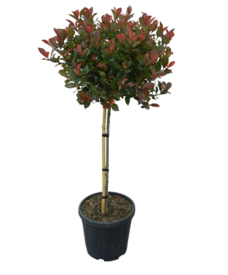 Фотиния краснолист.Red Robin штамб, Гор40, Выс120 И в интернет гипермаркете «Планета Лета». Фото