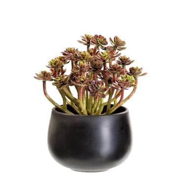 Композиция Мини-Эхеверия в черном кашпо (пласт) в-15, д-12 см 20.0215056 в интернет гипермаркете «Планета Лета». Фото