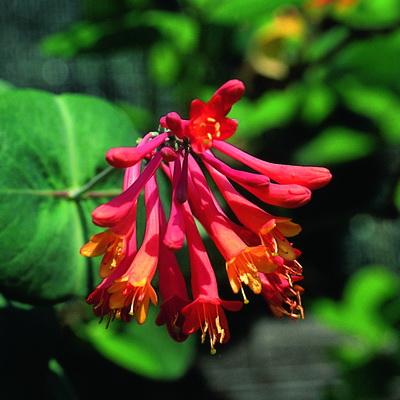 Жимолость (декоративная) Брауна Дропмор Скарлет/ЦКор в интернет гипермаркете «Планета Лета». Фото