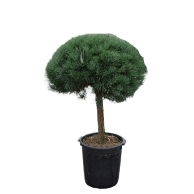 Сосна горная Brevifolia штамб, Гор30, Выс80 И в интернет гипермаркете «Планета Лета». Фото