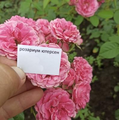 Роза плетистаяРозариум ютерстен ОКС в интернет гипермаркете «Планета Лета». Фото