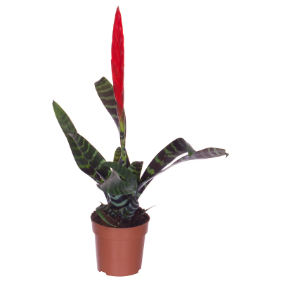 Врезия Saundersii, Гор12, Выс55 в интернет гипермаркете «Планета Лета». Фото