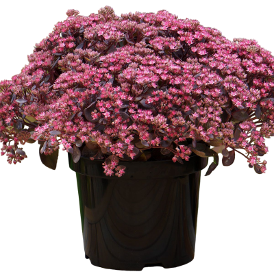 Седум Перпл Имперор, Гор17 М в интернет гипермаркете «Планета Лета». Фото