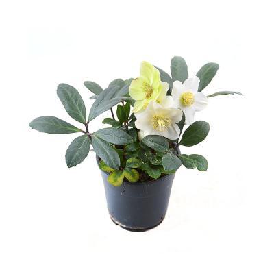 Морозник восточный микс, Гор13, Выс20 в интернет гипермаркете «Планета Лета». Фото