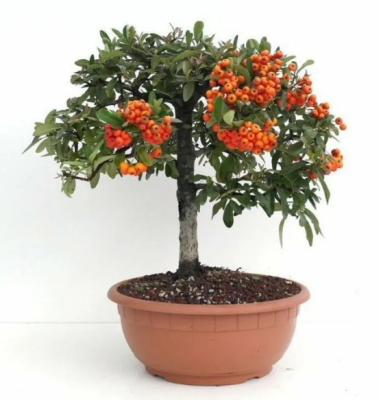 Пираканта, Гор17, Выс80 в интернет гипермаркете «Планета Лета». Фото