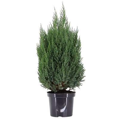 Можжевел.китайс.Stricta, Гор23, Выс70 Б в интернет гипермаркете «Планета Лета». Фото