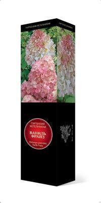 Гортензия метельчатая Ваниль Фрайз/ЦКорЛюкс в интернет гипермаркете «Планета Лета». Фото